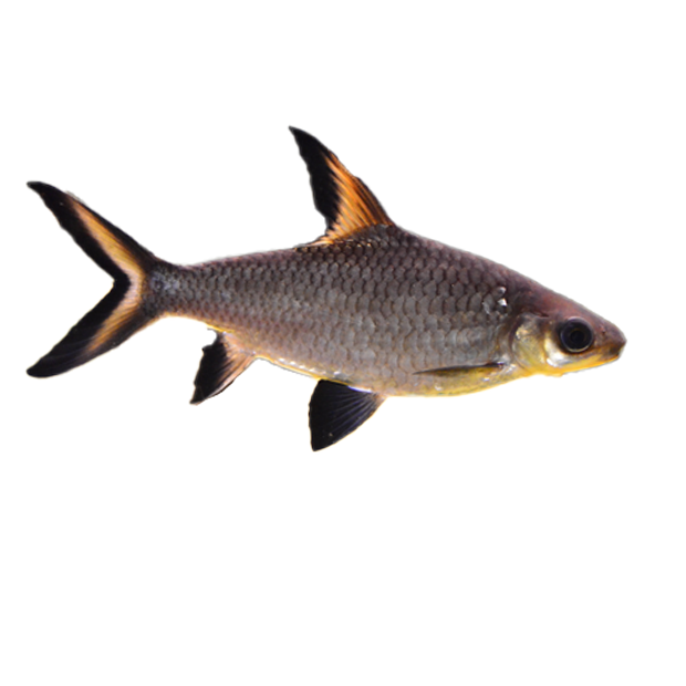 Imagem do peixe Peixe Bala